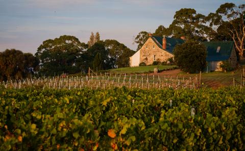 Craigie Knowe Vineyard