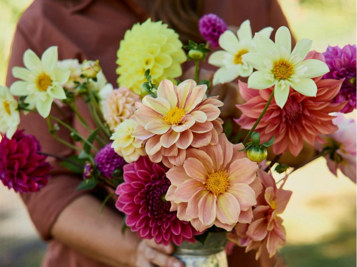 Dahlias in season