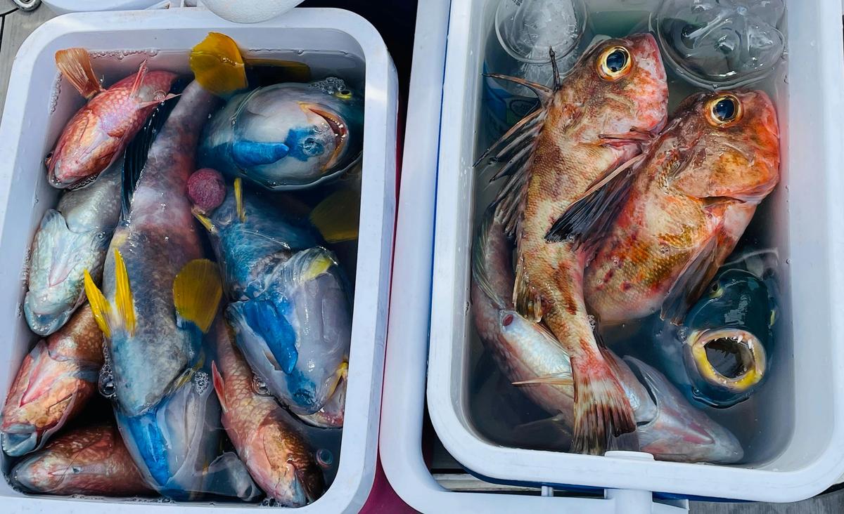 Try inshore fishing – perfect for beginners! We’ll recommend local restaurants to cook your catch.