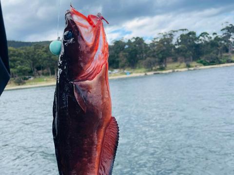 3 Hour Sightseeing Fishing Cruise