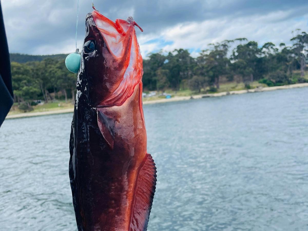 3 Hour Sightseeing Fishing Cruise