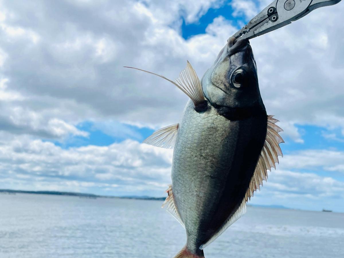 3 Hour Sightseeing Fishing Cruise