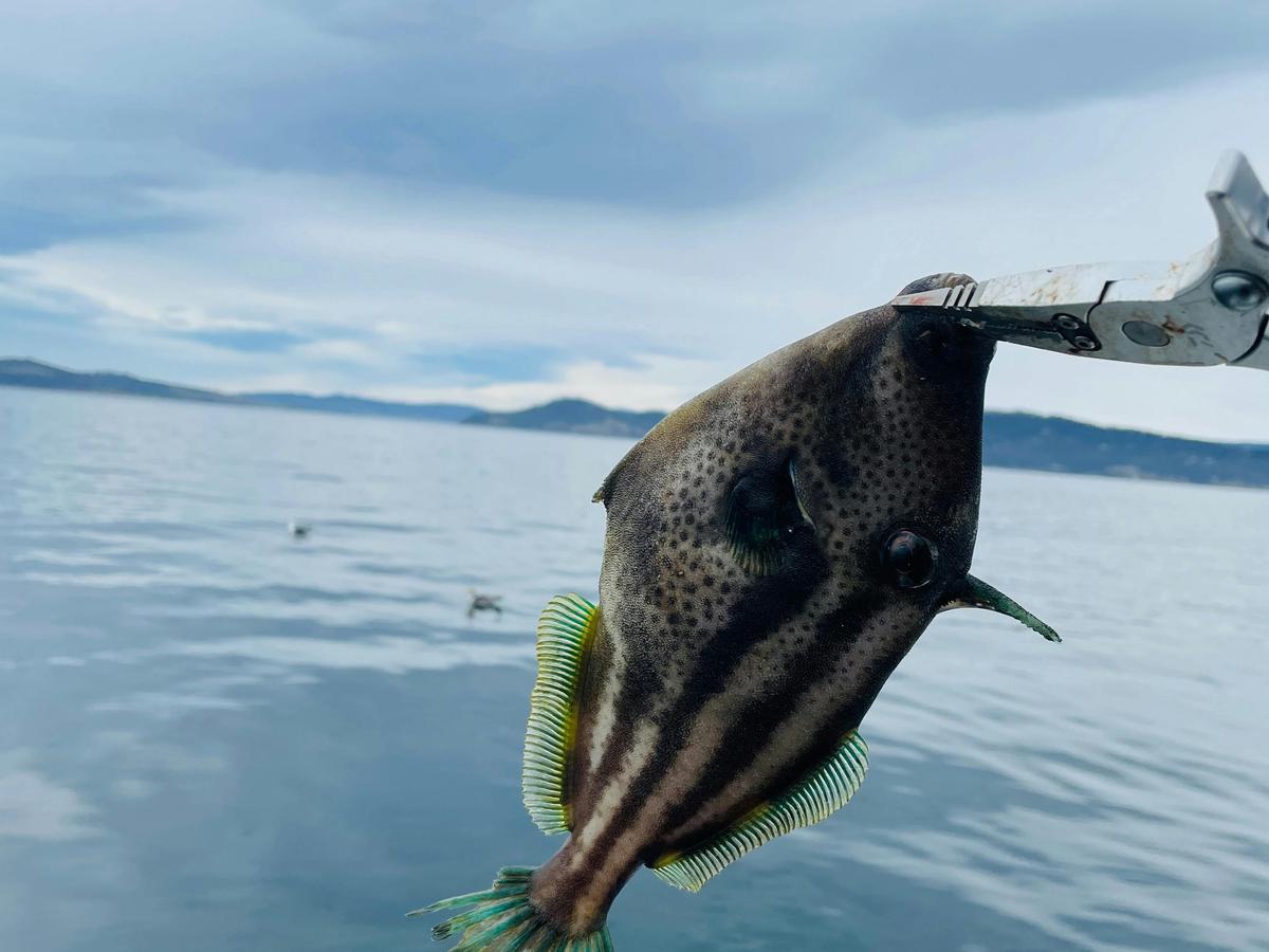 3 Hour Sightseeing Fishing Cruise