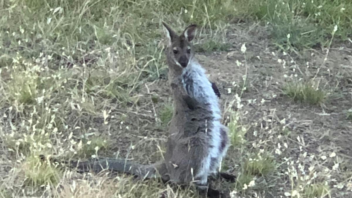 Dodges Ferry Sea Views