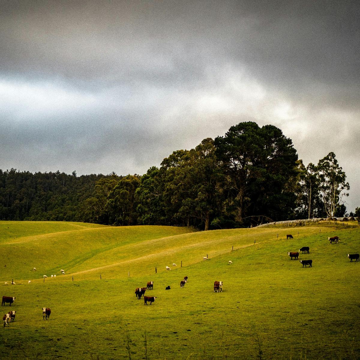 Sometimes cows are all the company we need