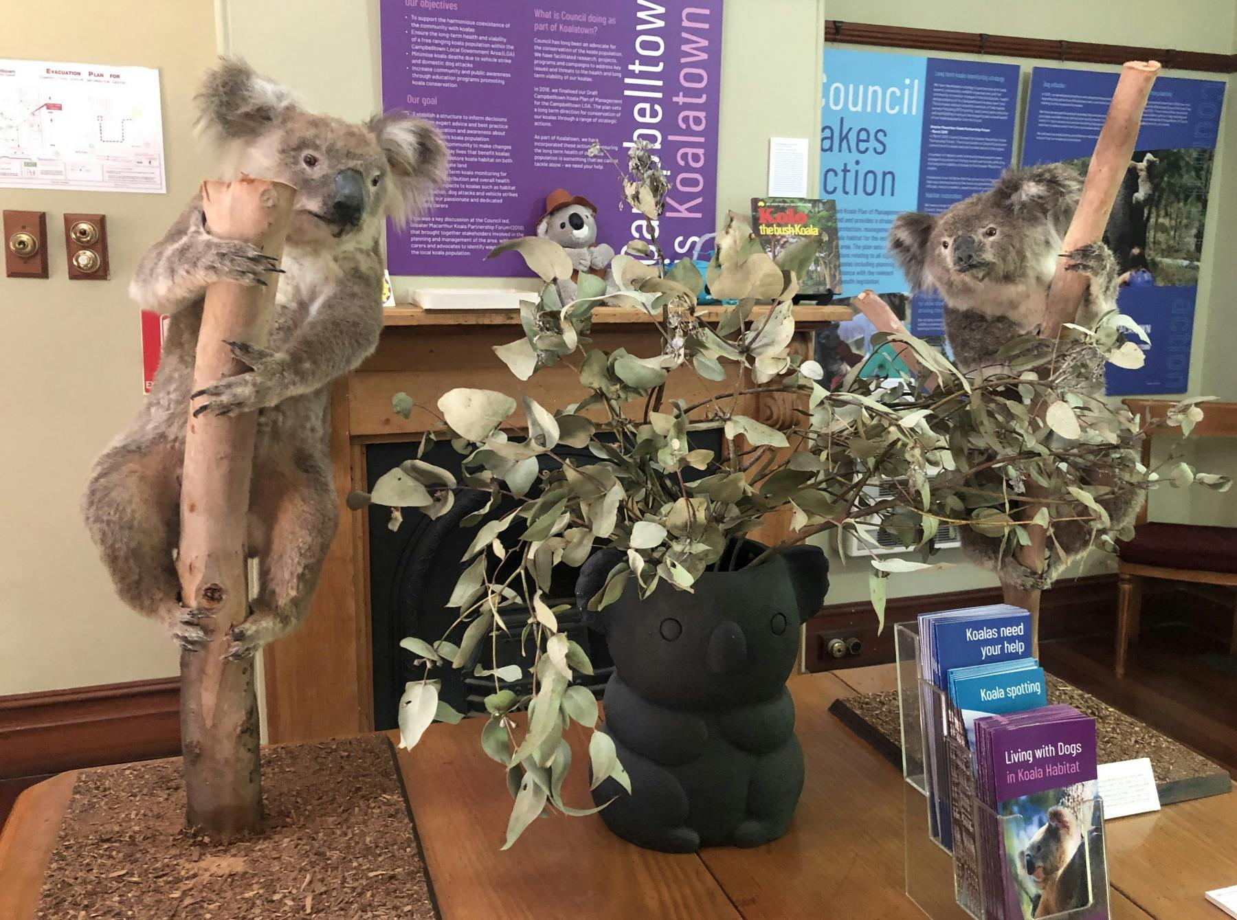 Quondong Koalas