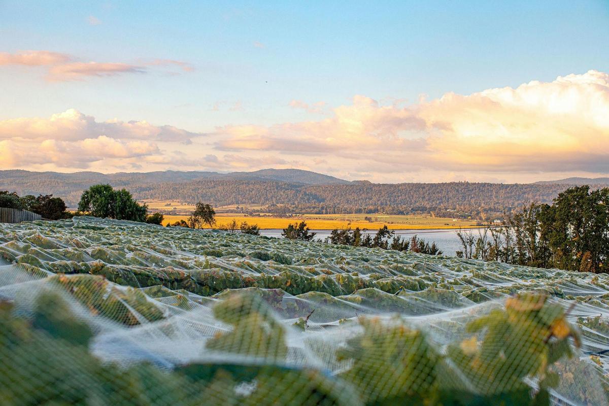 netted vines on the hillside at Evenfall