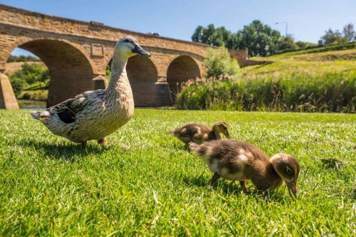 Ducks - Historic Richmond Bridge