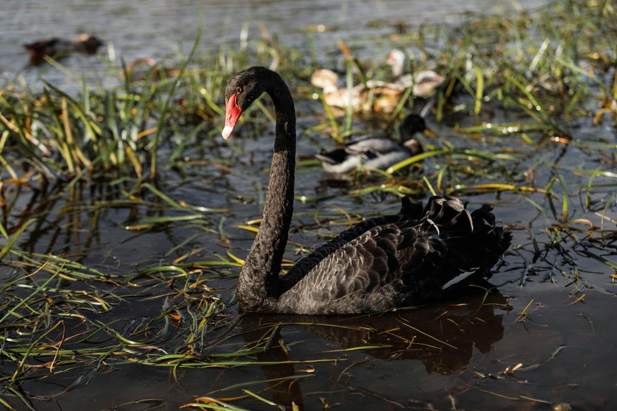 Black Swan