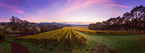 Bream Creek Vineyard