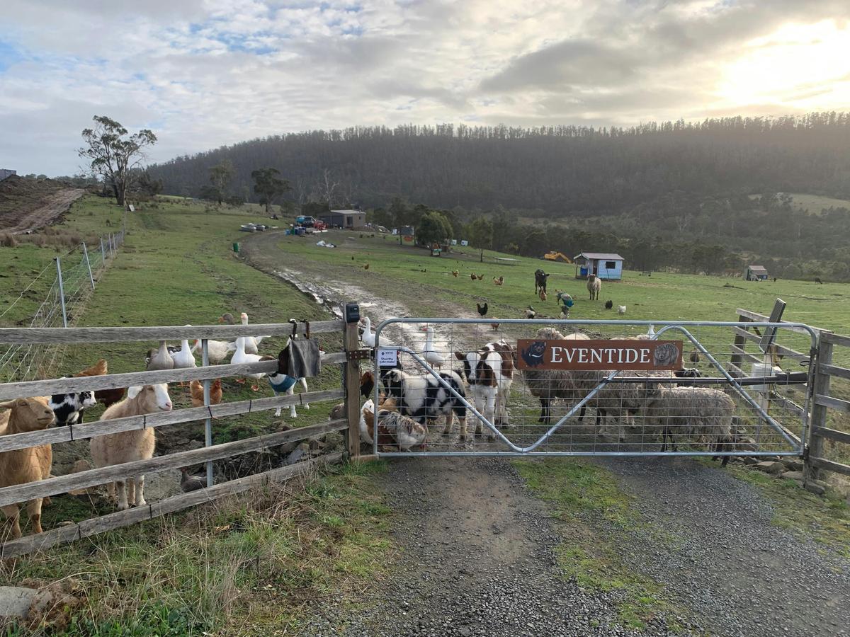 The greeting at the gate when coming home!