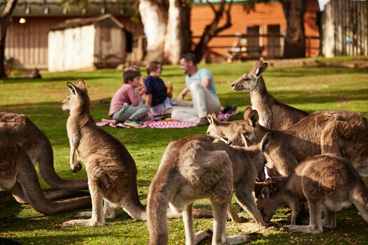 Bonorong Wildlife Sanctuary Shuttle: Hobart Shore Excursion
