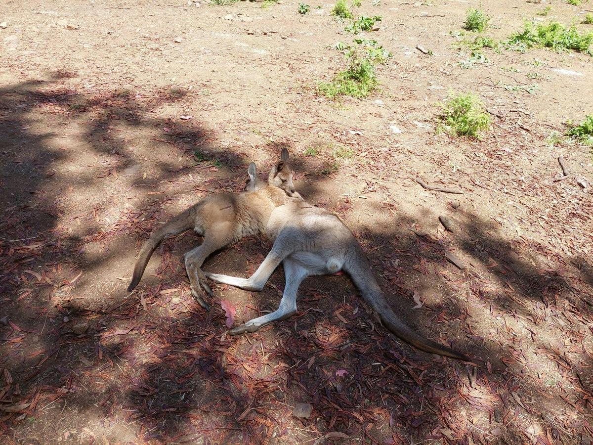 Wings Wildlife Park Shuttle: Burnie Shore Excursion