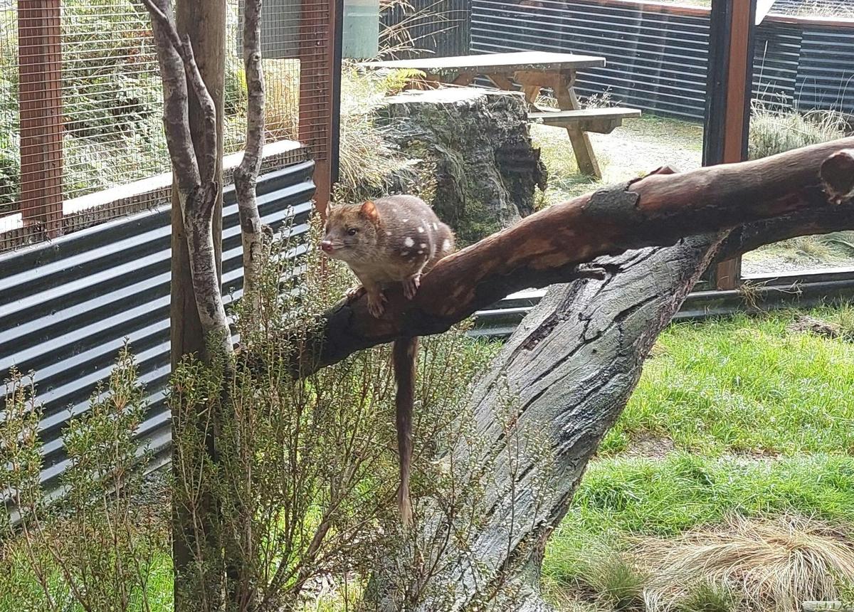 Cradle Mountain Tour from Launceston or Devonport