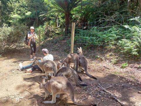 Wings Wildlife Park Shuttle: Burnie Shore Excursion