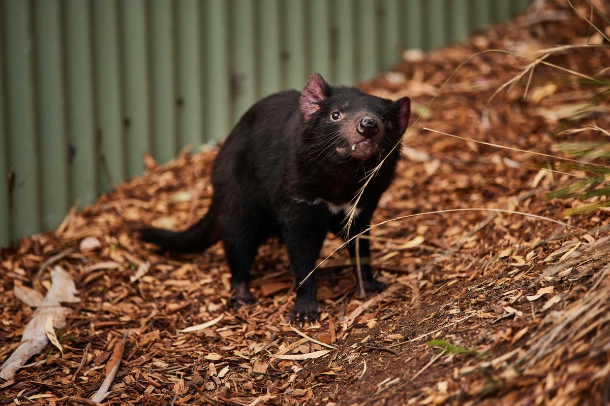 Bonorong Wildlife Sanctuary Shuttle: Hobart Shore Excursion