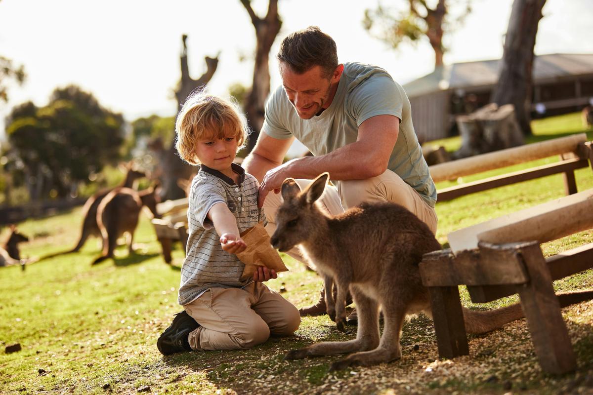 Bonorong Wildlife Sanctuary Shuttle: Hobart Shore Excursion