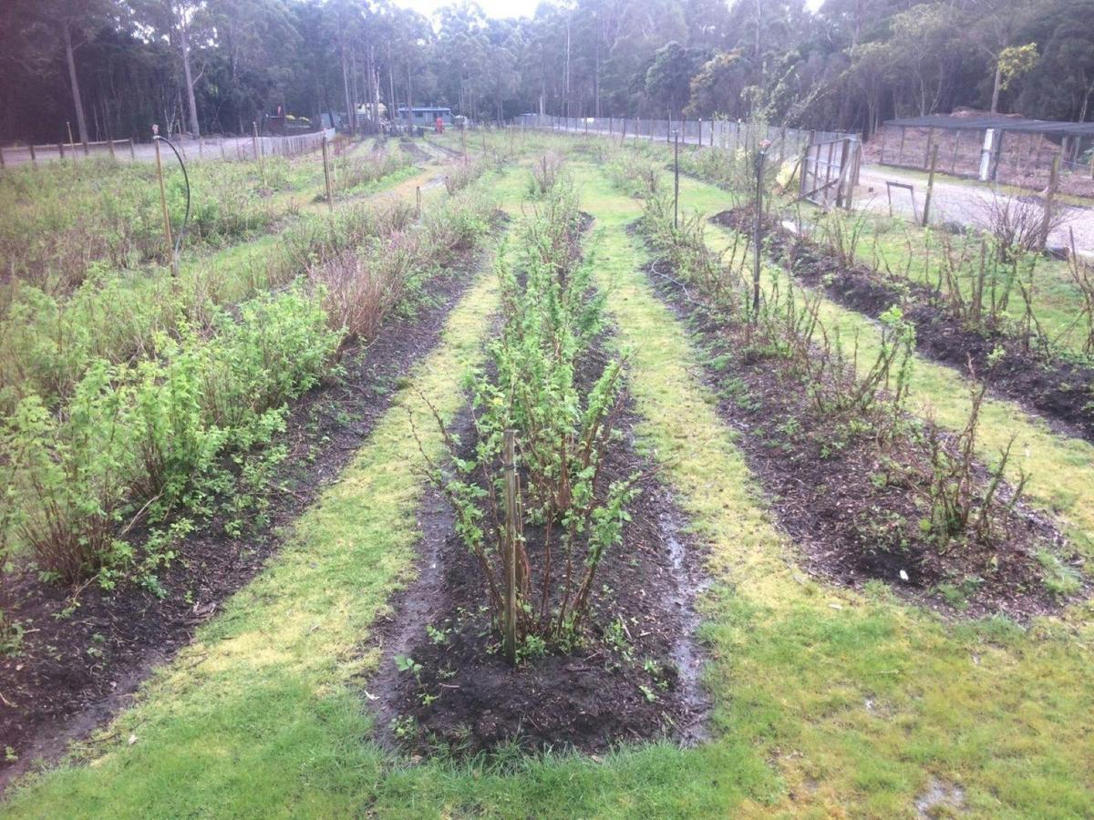 Raspberry field