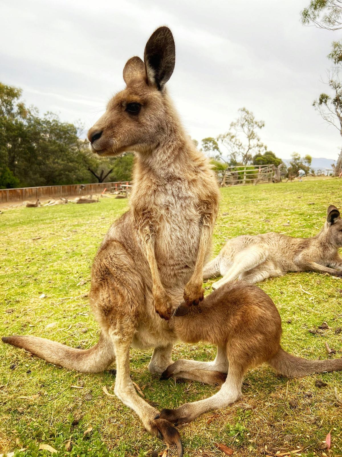 Mt Field National Park with Russell Falls & Bonorong Wildlife Sanctuary