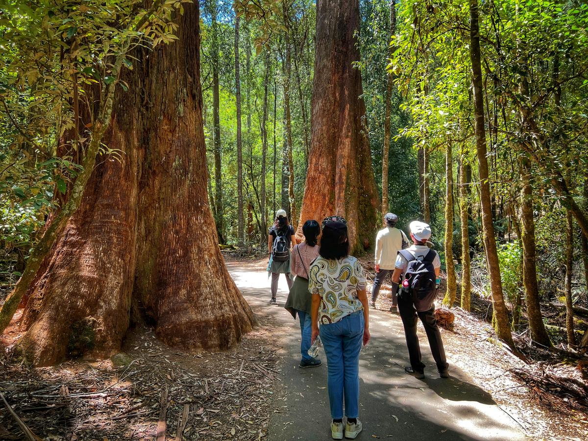 Mt Field National Park with Russell Falls & Bonorong Wildlife Sanctuary