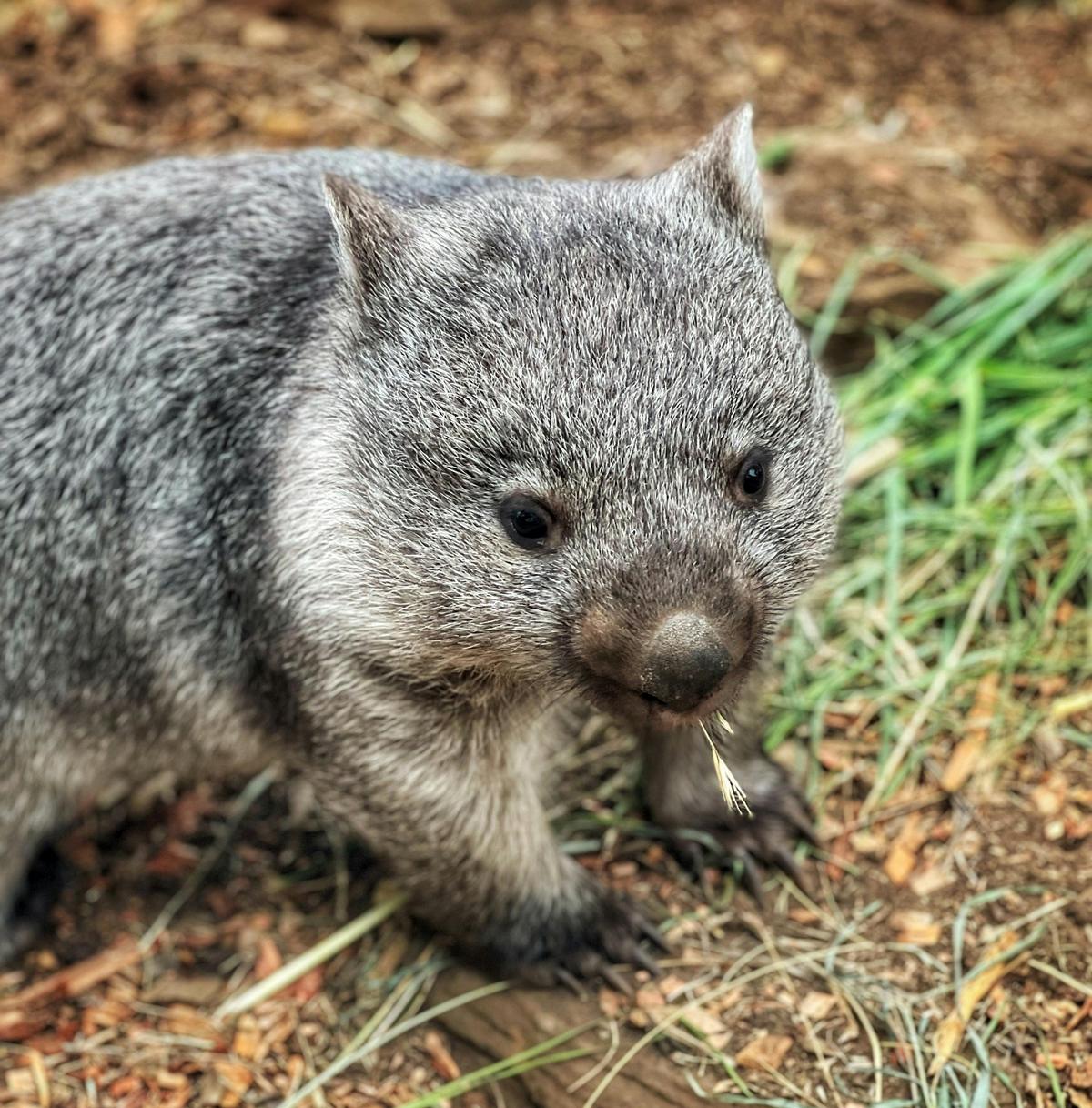 Grand Hobart Tour including Richmond Village and Bonorong Wildlife Park