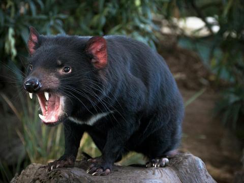 Grand Hobart Tour including Richmond Village and Bonorong Wildlife Park