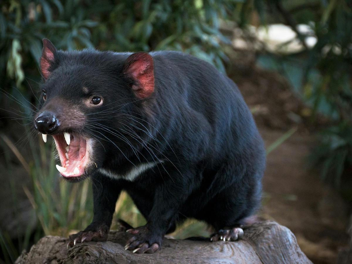 Grand Hobart Tour including Richmond Village and Bonorong Wildlife Park