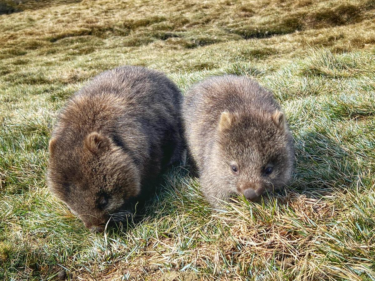 Cradle Mountain National Park Tour