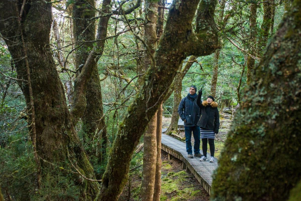 Enchanted Walk