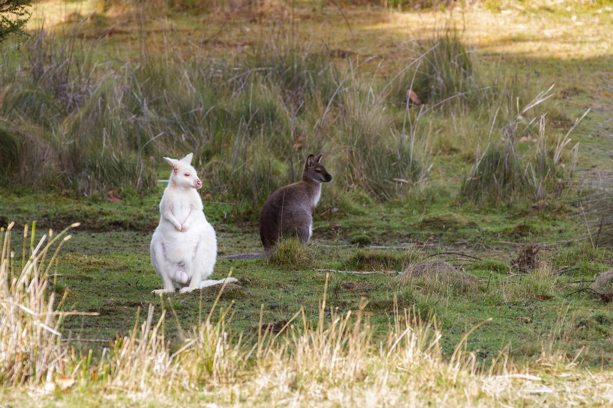 Bruny Island Gourmet Food, Sightseeing & Lighthouse Tour