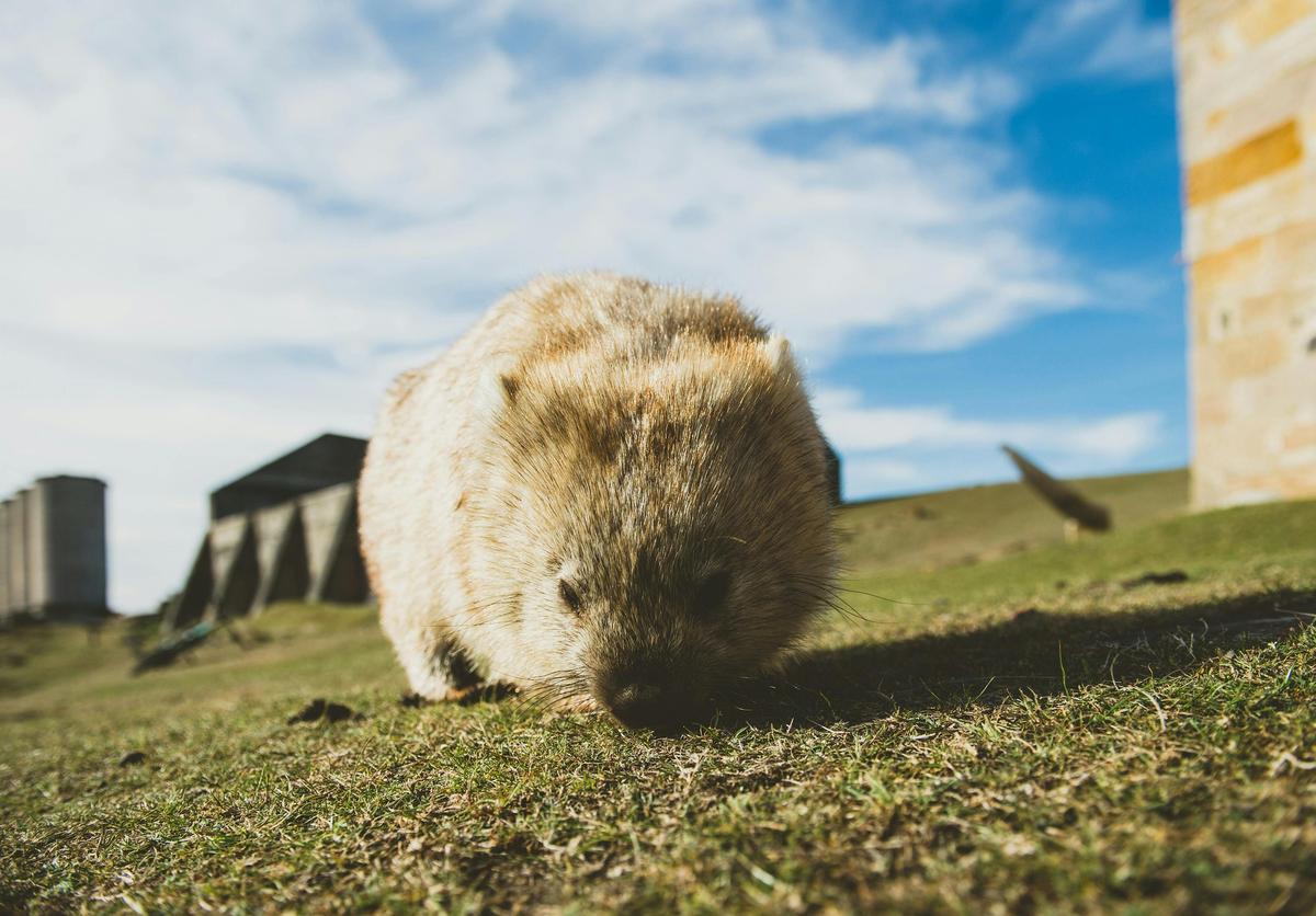 Wombat