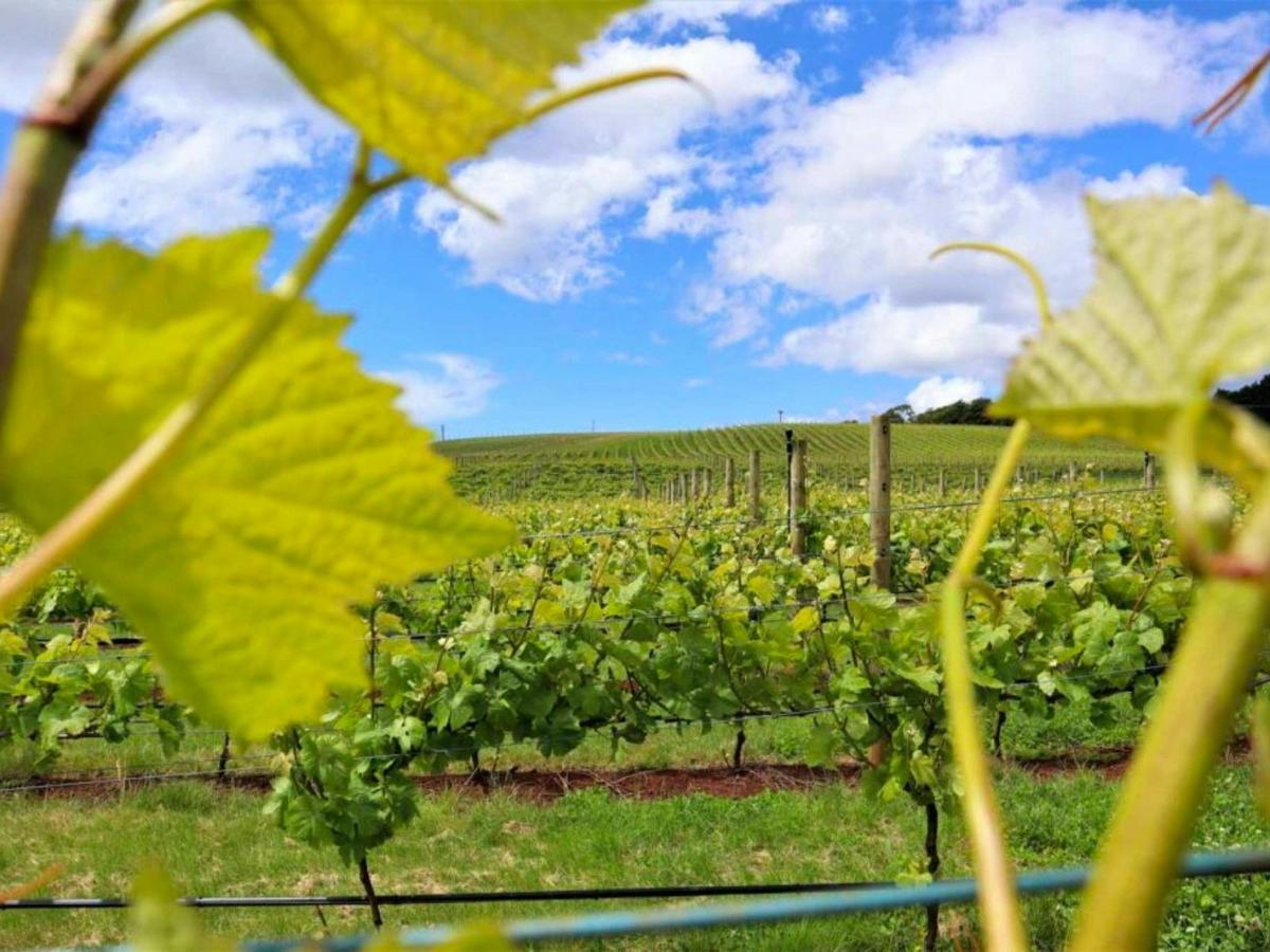Explore Tasmania's renowned cool climate vineyards, where each sip tells a story