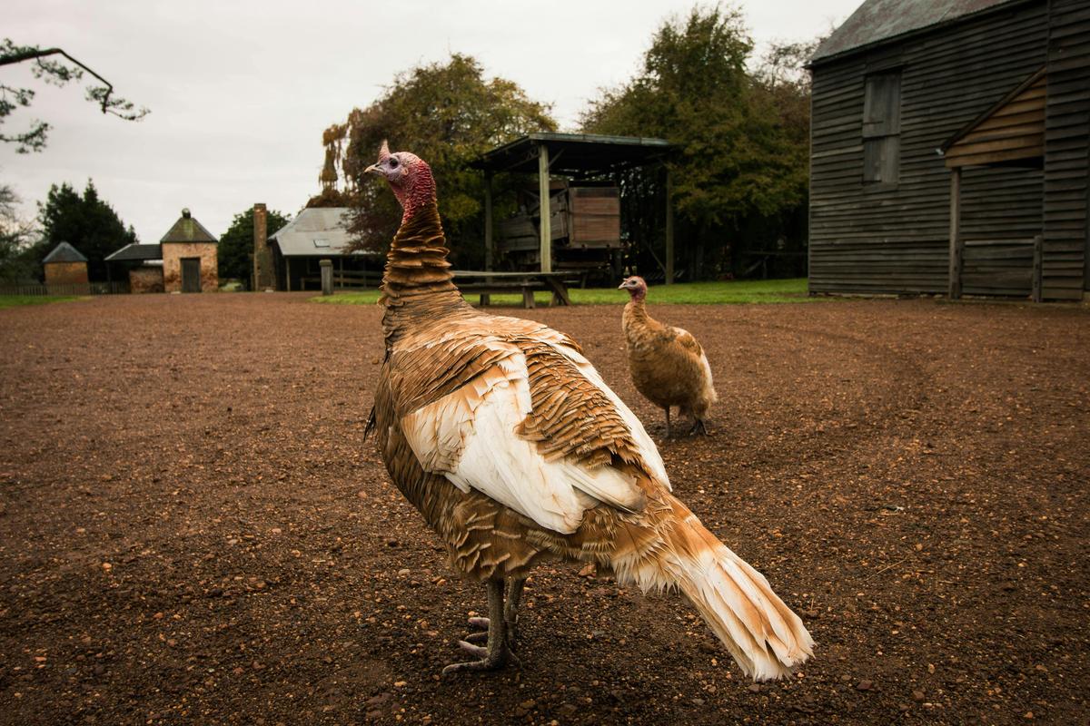 Brickendon Historic Farm and Convict Village, World Heritage Site