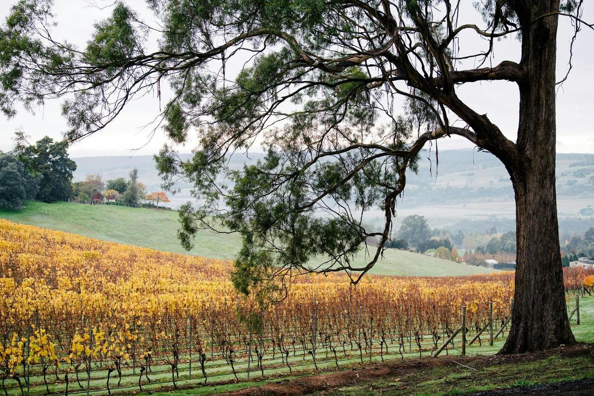 Views over Bundaleera Vineyard, northern Tasmania
