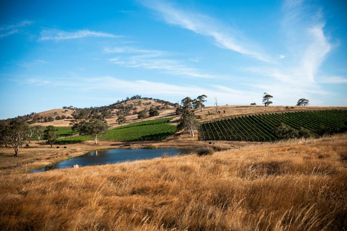 Pinot Noir grown on steep slopes on Jurassic soils develop rich flavour and character.
