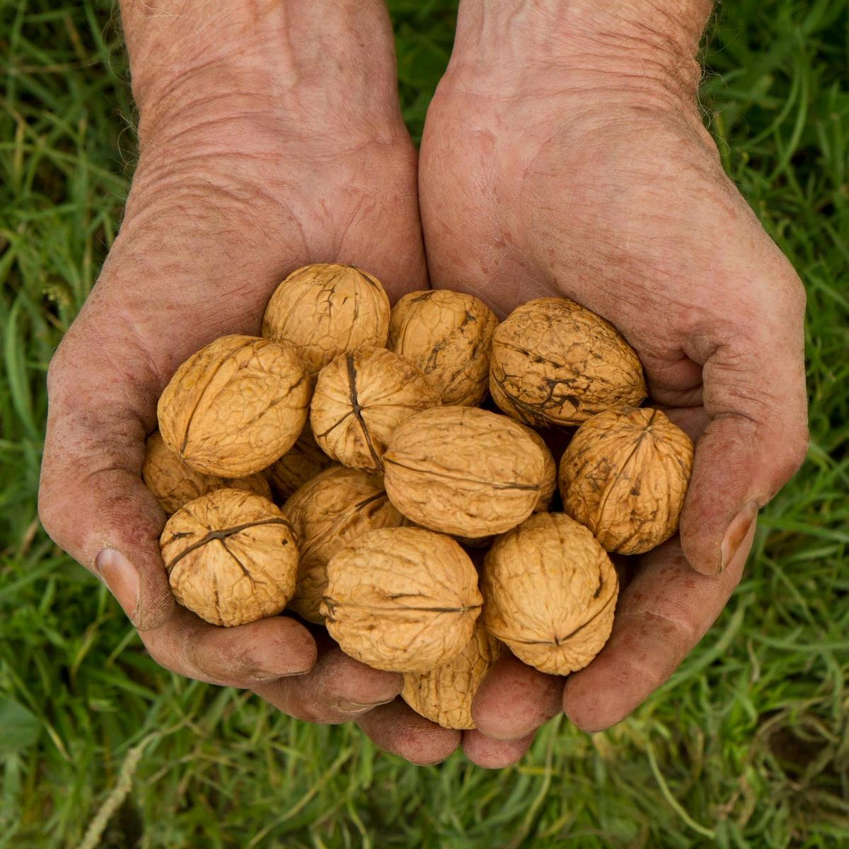 Some of the award-winning walnuts grown at Coaldale Walnuts.