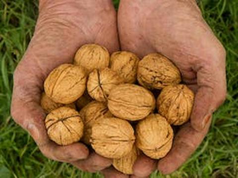Coaldale Walnuts farm tour