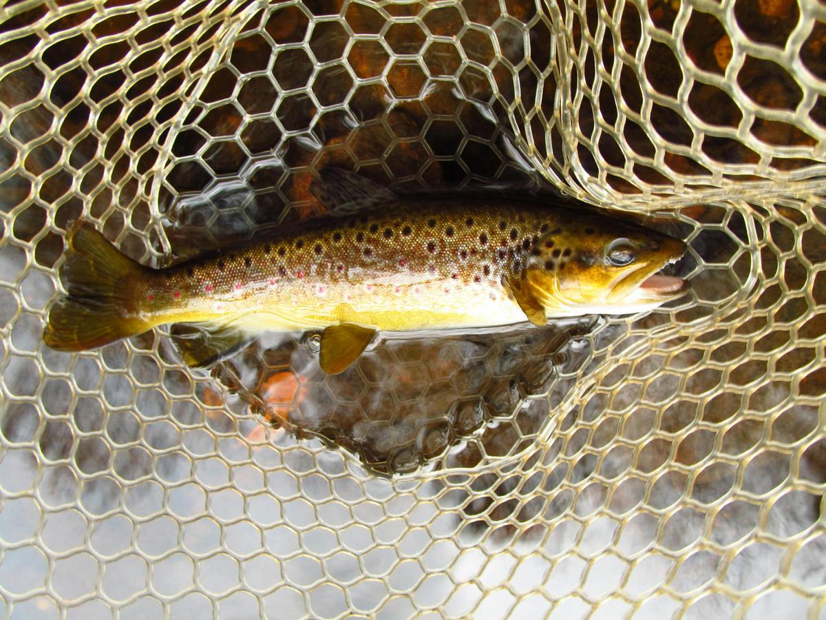 Catch of the Day