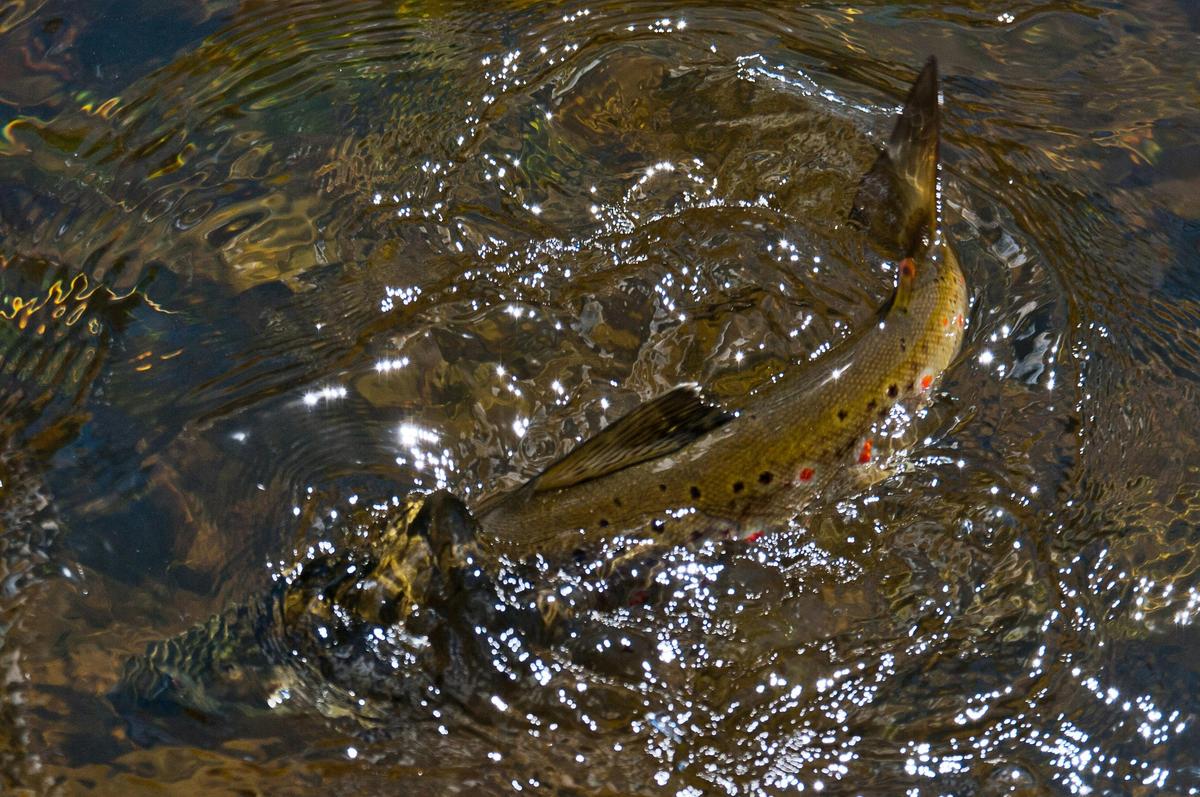 Brown Trout in the Mersey River