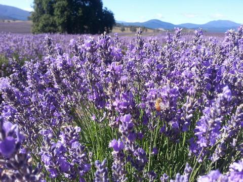 Bridestowe Lavender Farm shuttle service