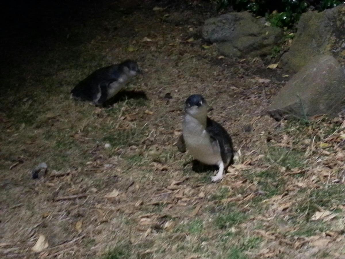 Low Head Penguin Evening Tour