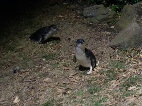 Low Head Penguin Evening Tour