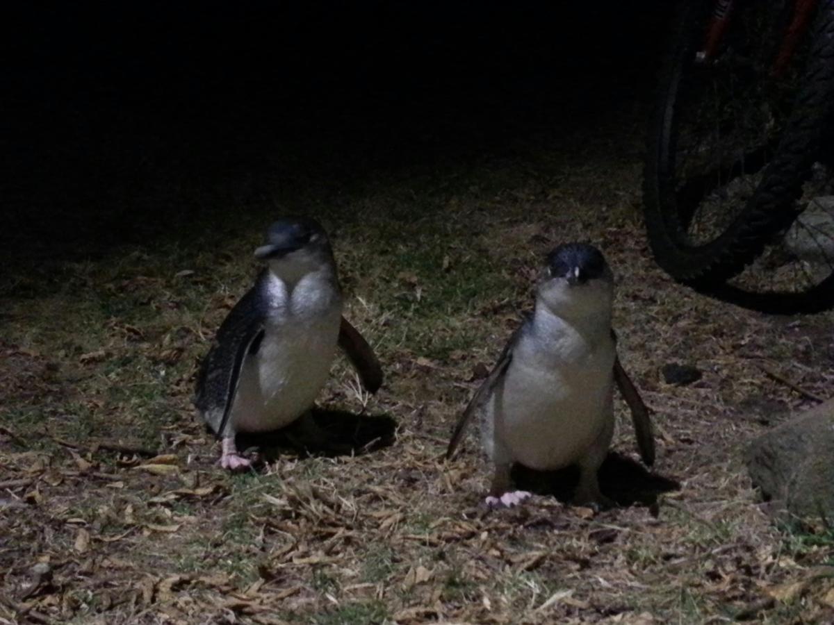 Low Head Penguin Evening Tour