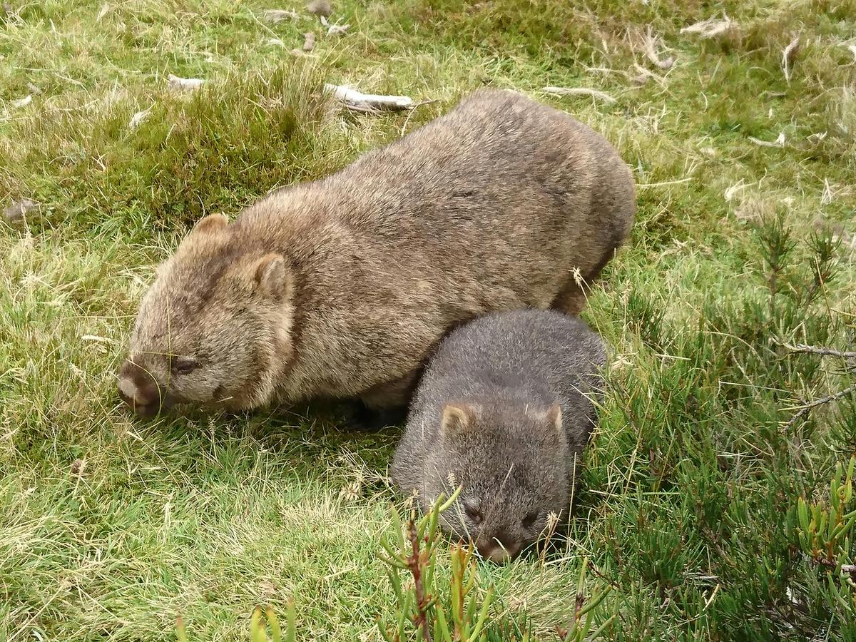 Wombats at Cradle Mountain