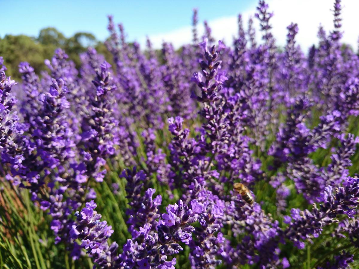 Bridestowe Lavender Farm shuttle service