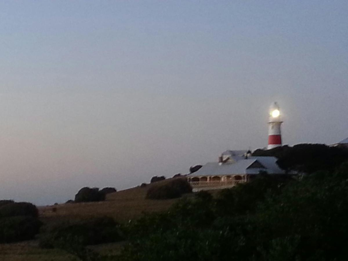 Low Head Penguin Evening Tour
