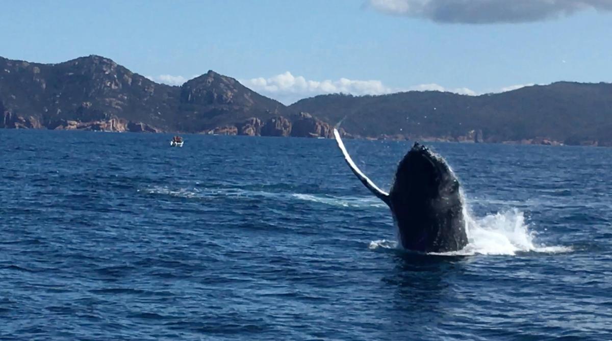 Wineglass Bay Cruise