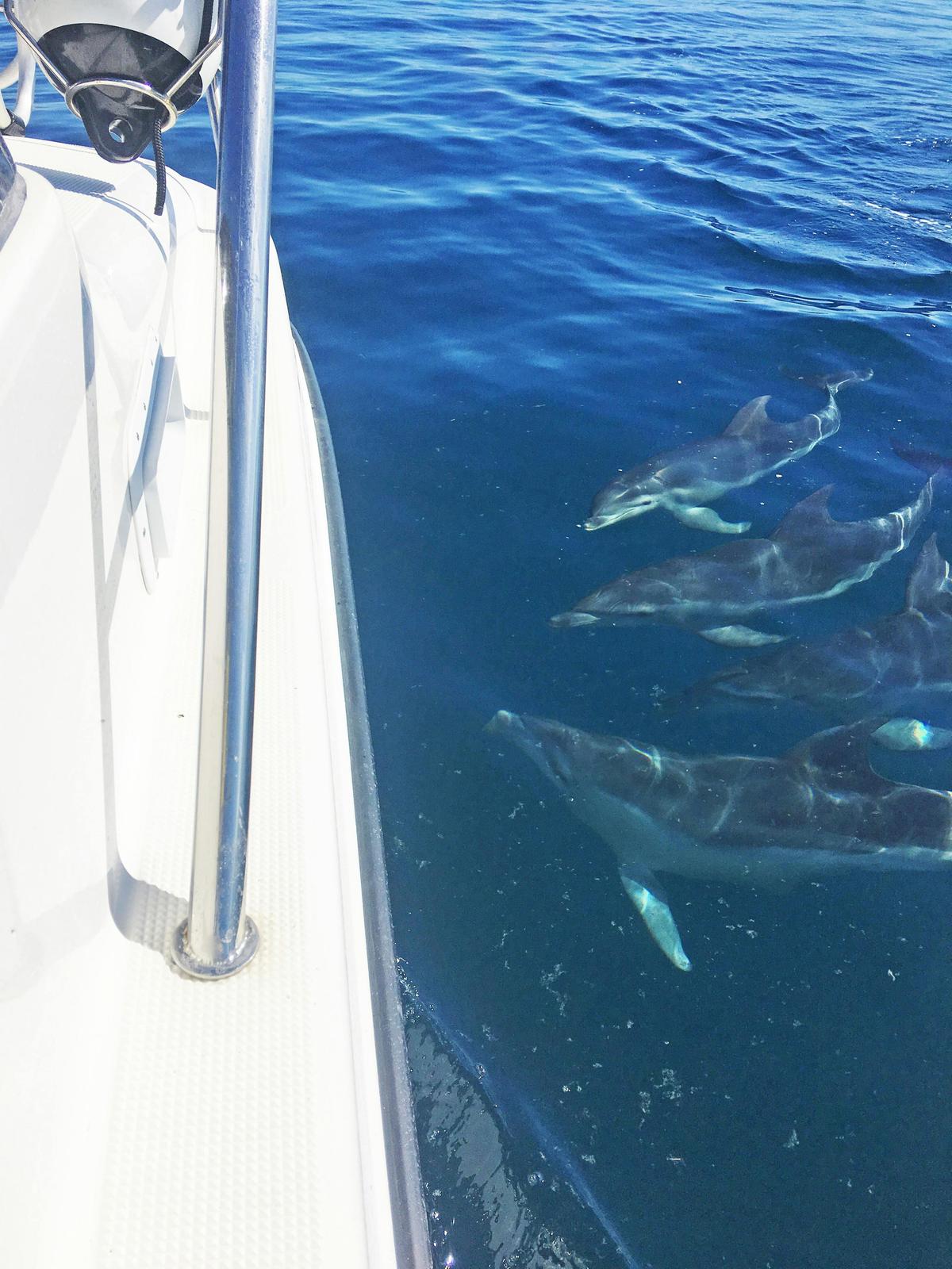 Dolphins came over to say hello