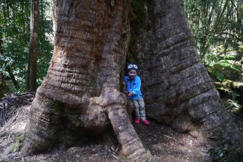 Giant Tree Expeditions