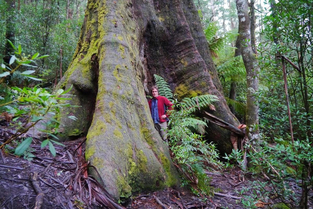 A tree hunter stands at the base of a massive forest tree
